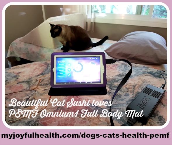 Dogs Cats Health PEMF Cat Sushi Loves PEMF Relaxation